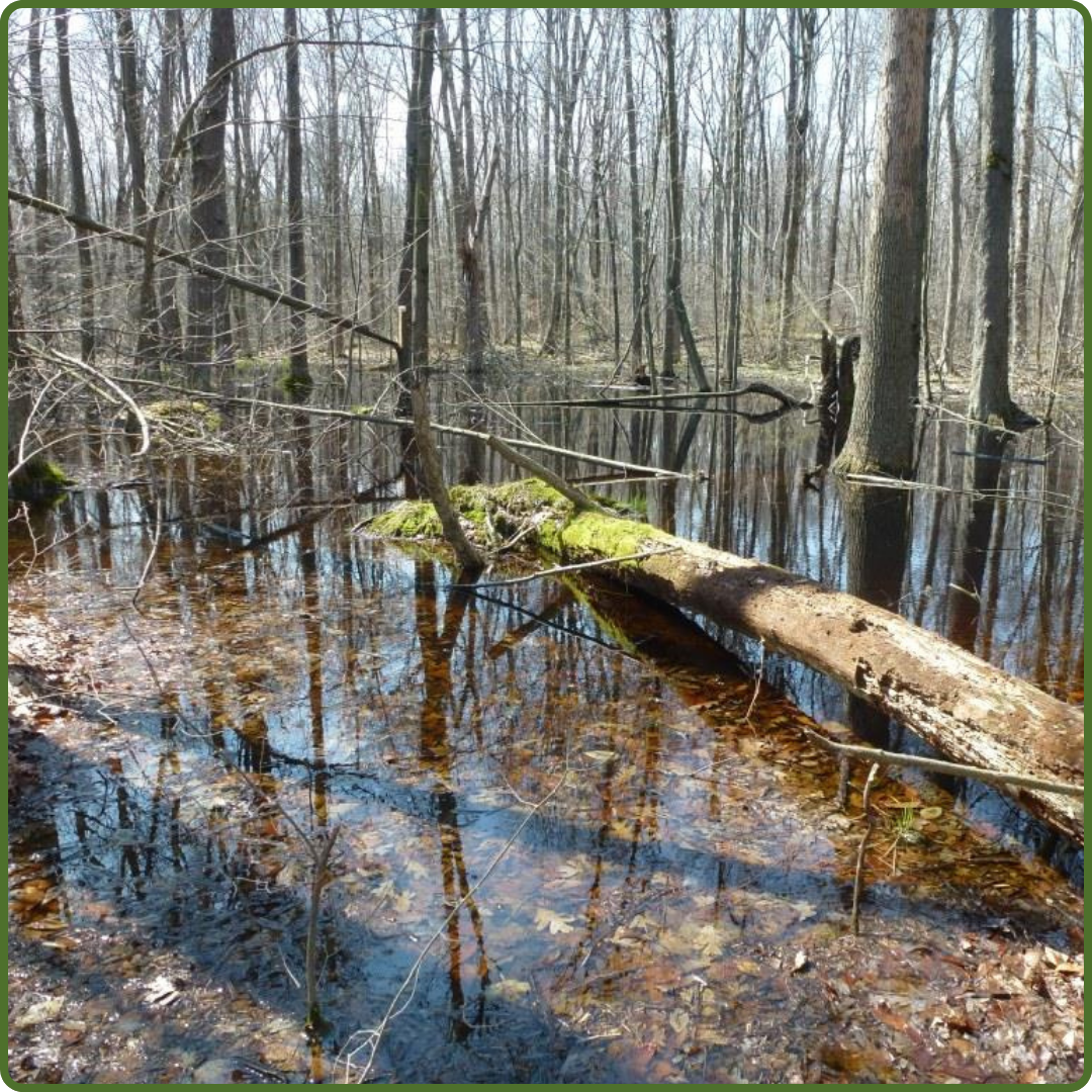 Bebensee Tract by Cathy Quinlan