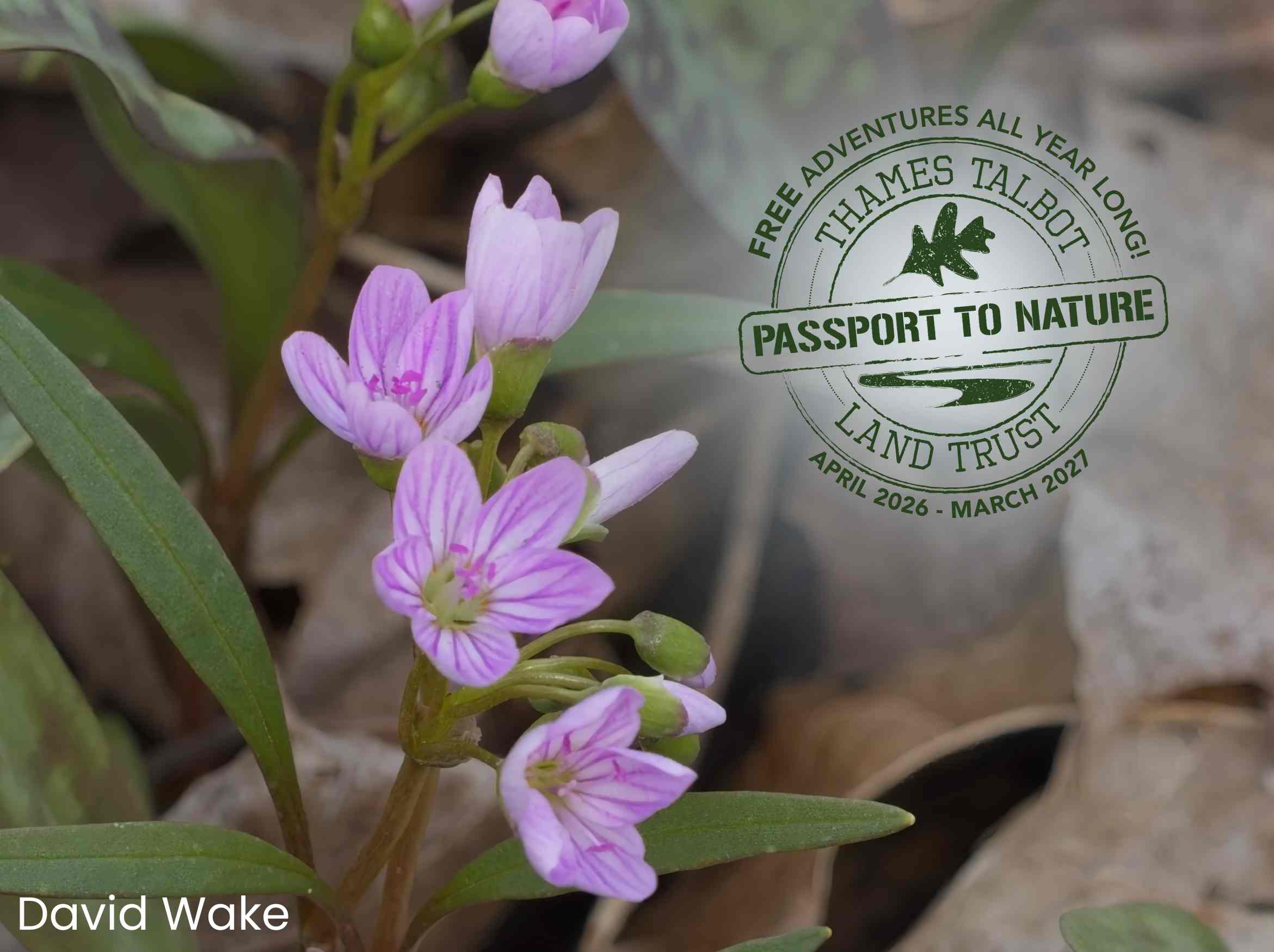 Spring Beauty Flower with 2026-2027 Passport to Nature logo