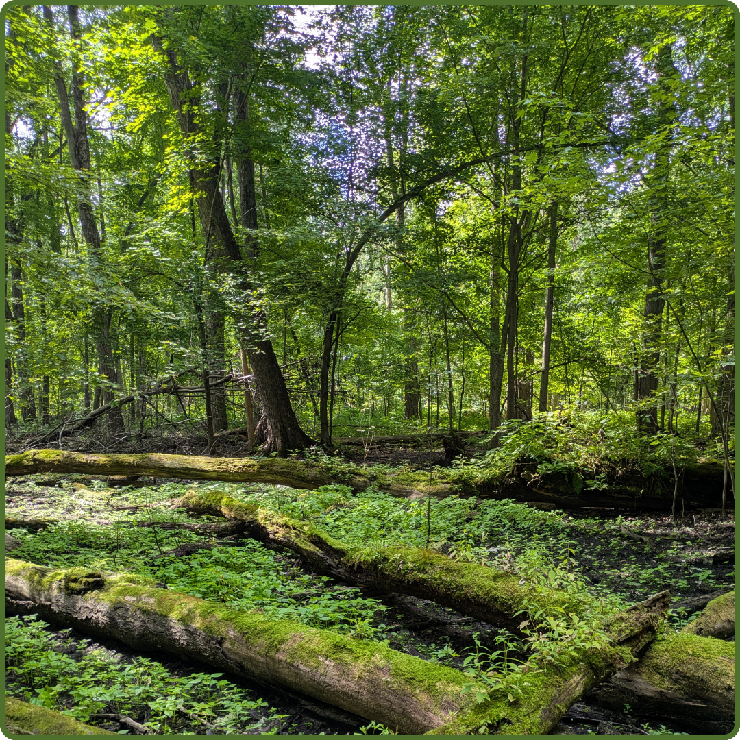 Black Creek Heronry by Payton Landsborough