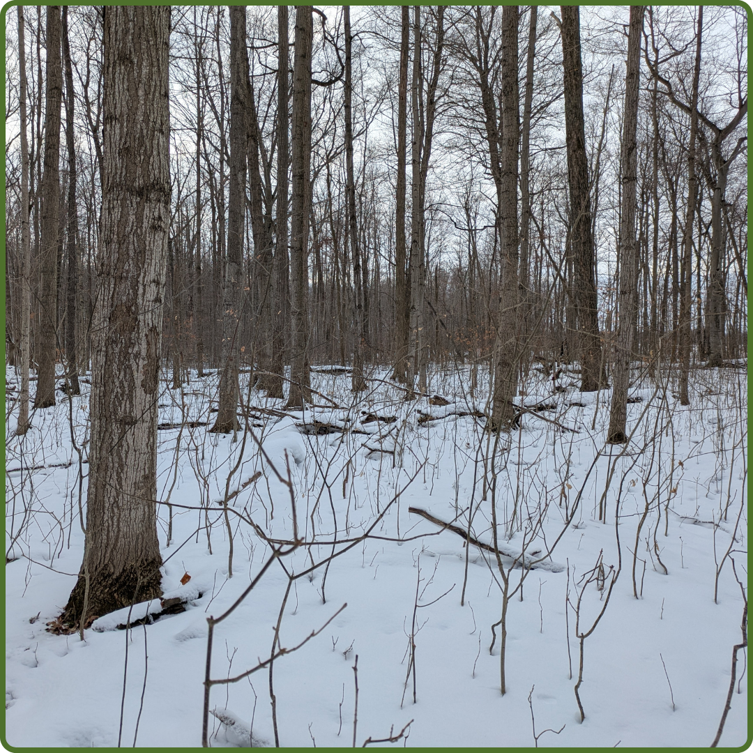 Eberhardt Easement by Payton Landsborough