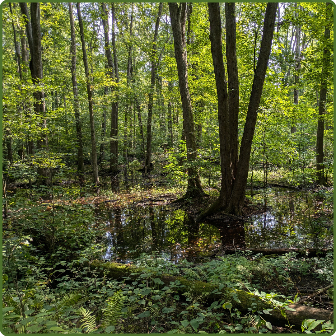 Joany's Woods by Payton Landsborough