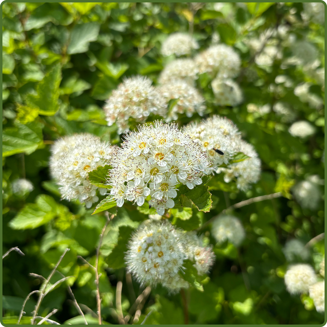 Newport Forest by Victoria Quilitz