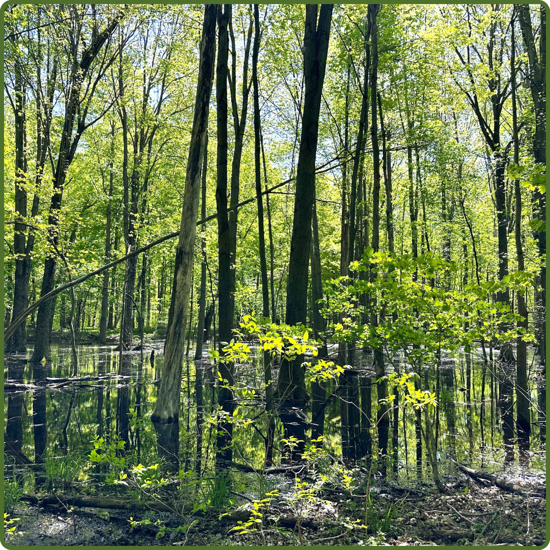 Tanager Tract by Bren Martinez