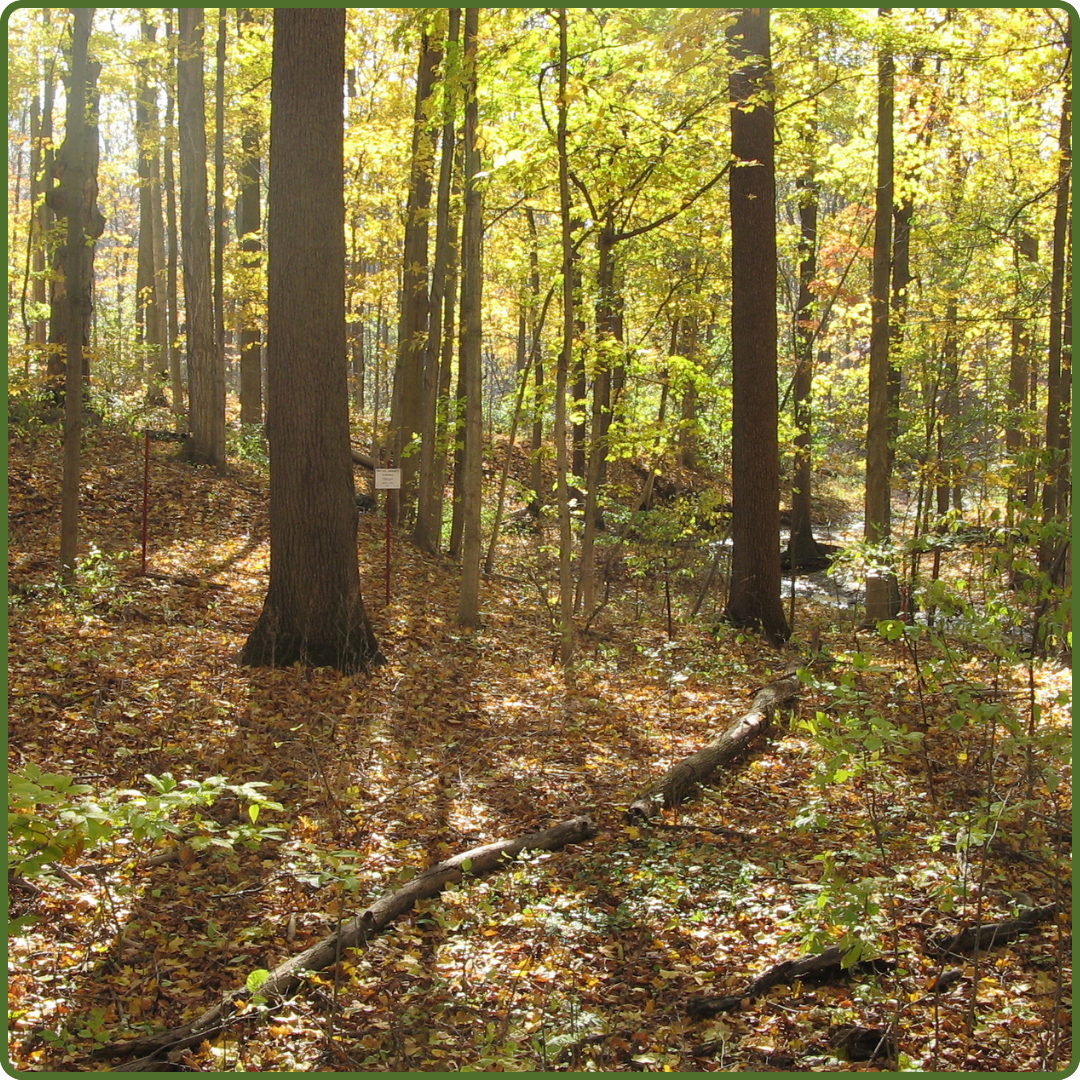 Tiedje Woods by Cathy Quinlan