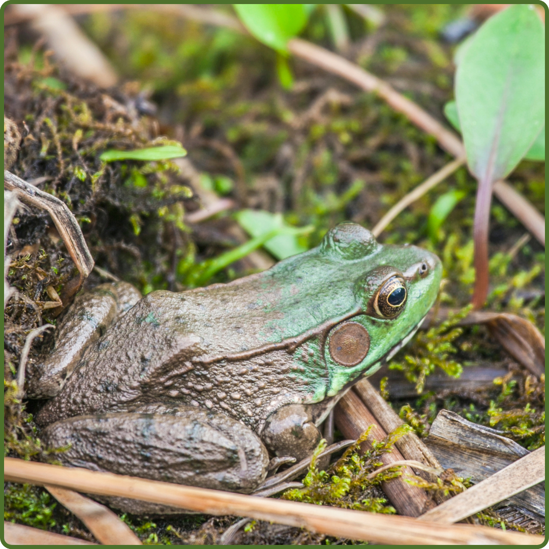 Wardsville Woods by John St. Pierre