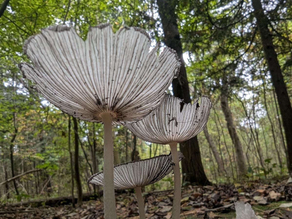 Low angle close up of three mushrooms in a forest.