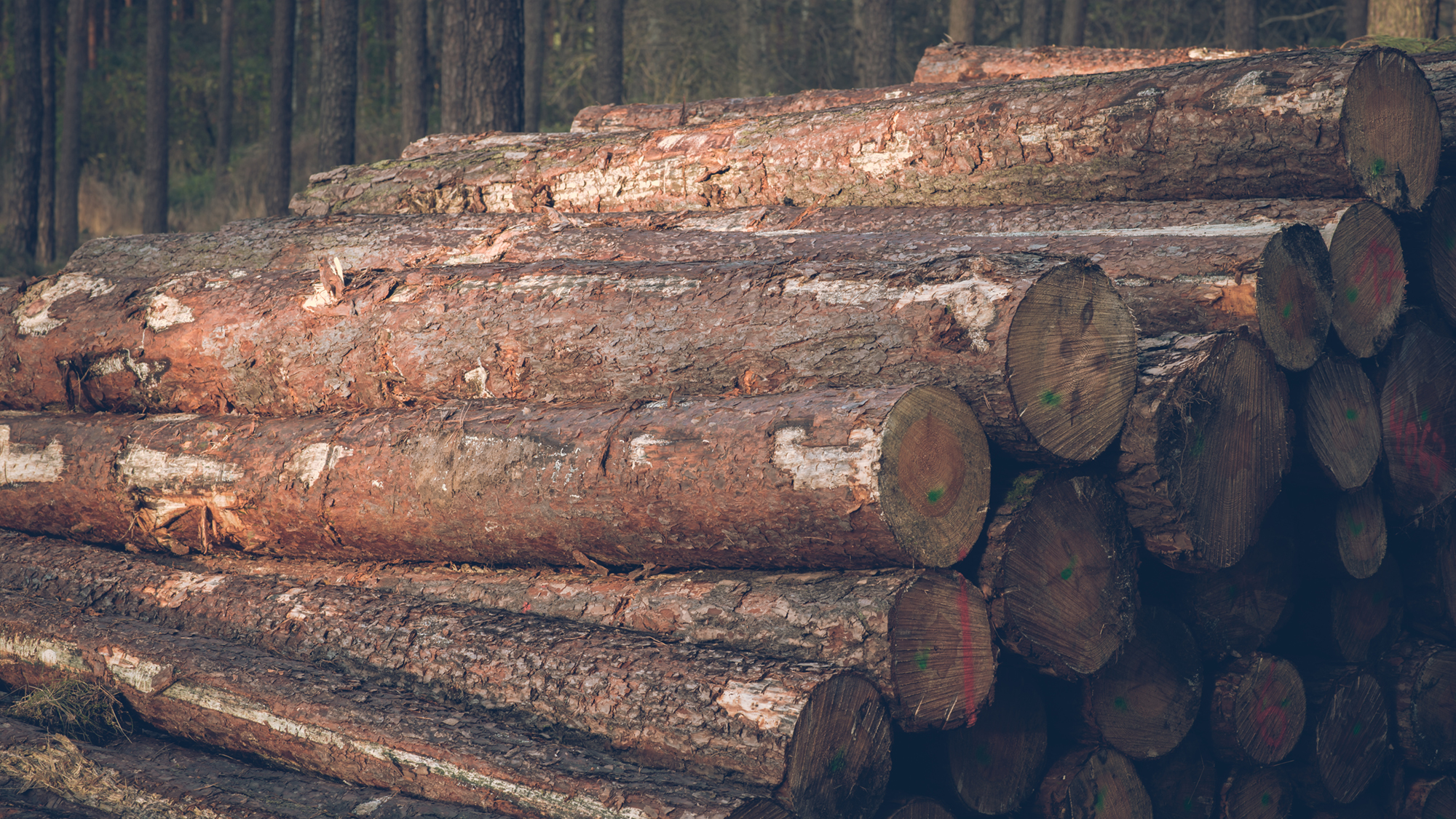 Pile-of-Logs-08-16x9.jpg