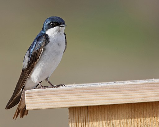 An editorial: Climate change affects timing of egg laying and increases risk of chick mortality preview image