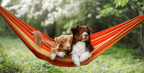 image_dogs_on_a_hammock.jpg