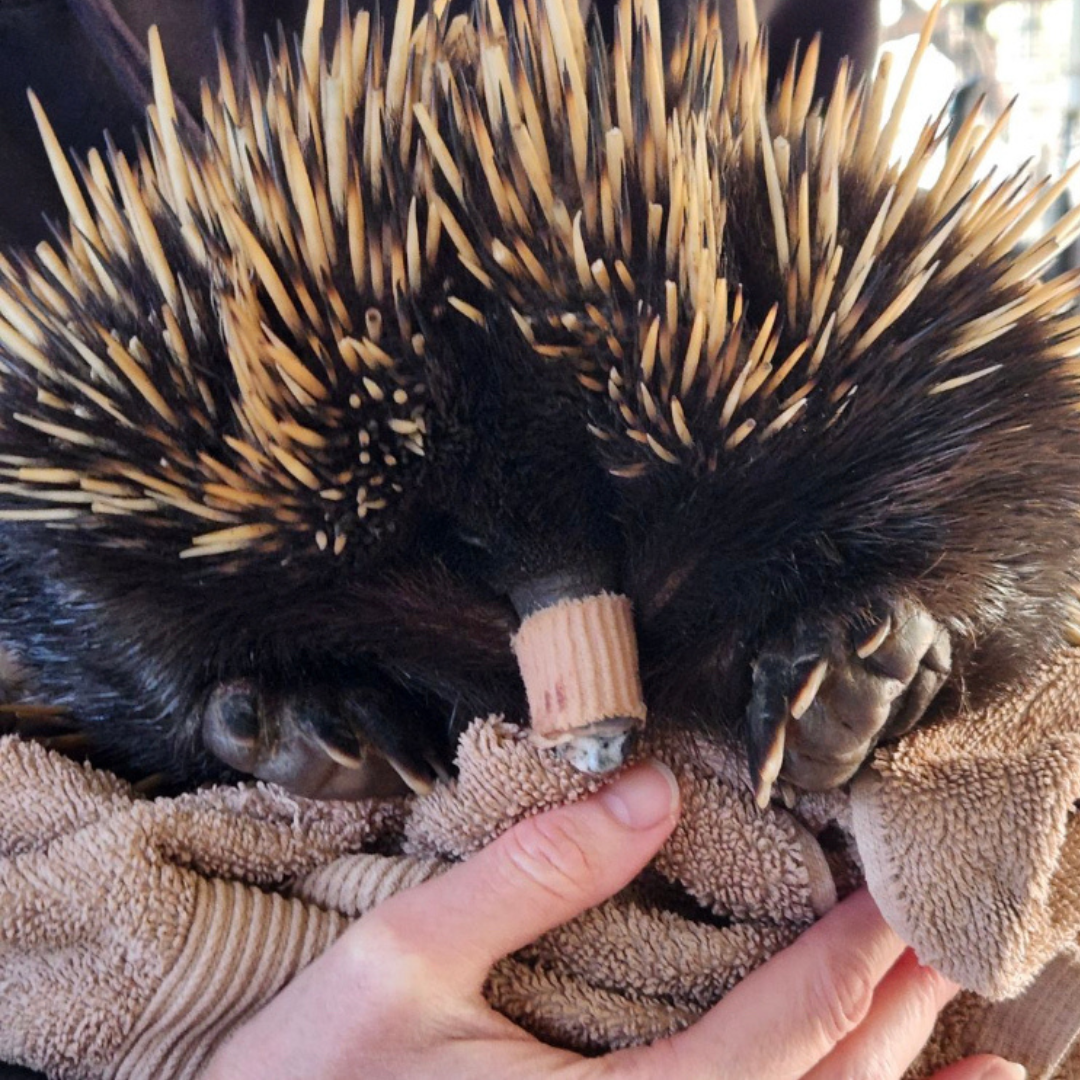 For Our Animals - card image