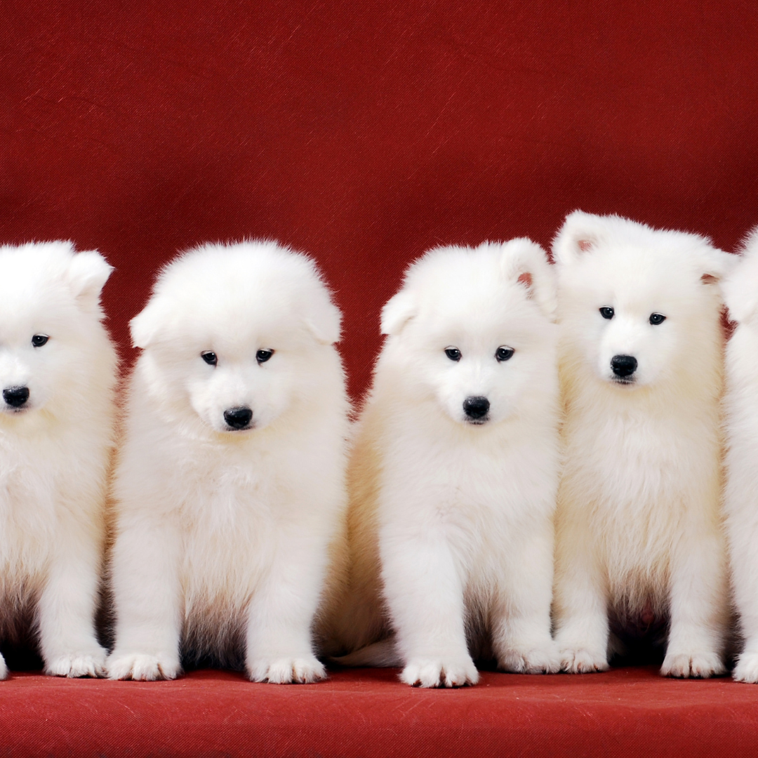 4. REPEAT Annually! - card image