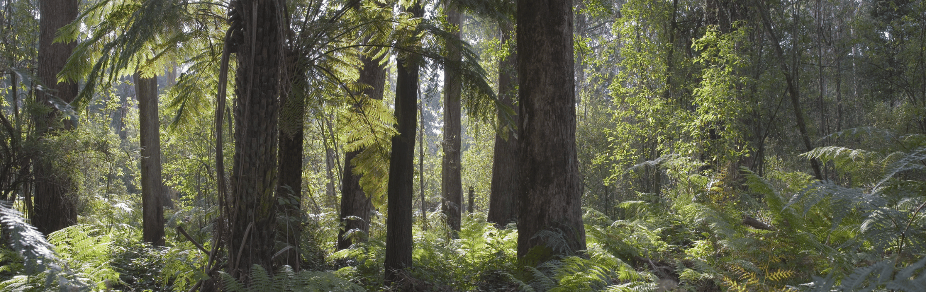 The Forest Pledge - Vets for Climate Action
