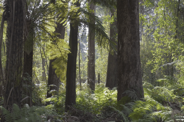 The Forest Pledge - Vets for Climate Action