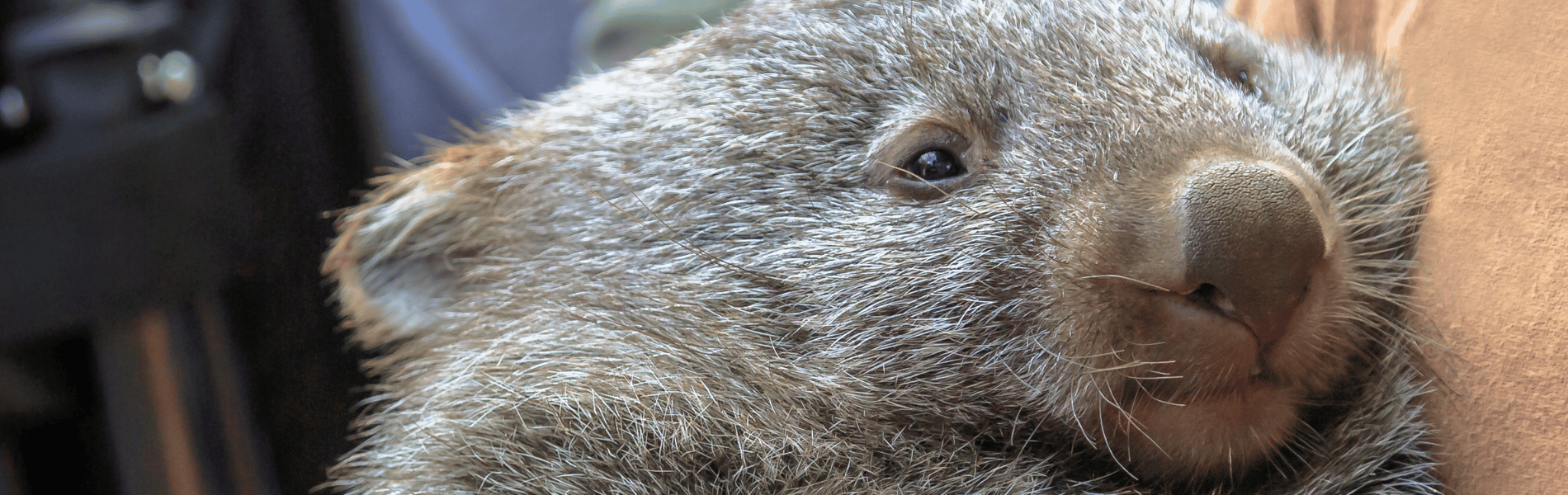 A voice for all animals|A team of phenomenal people