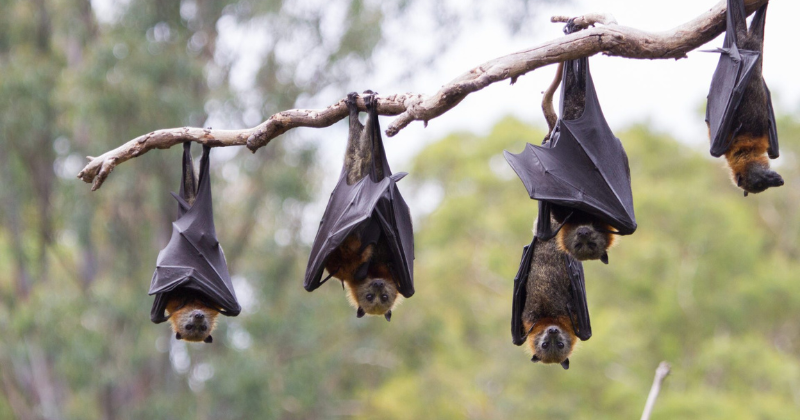 Submission on managing the biodiversity impacts of renewable energy in Victoria