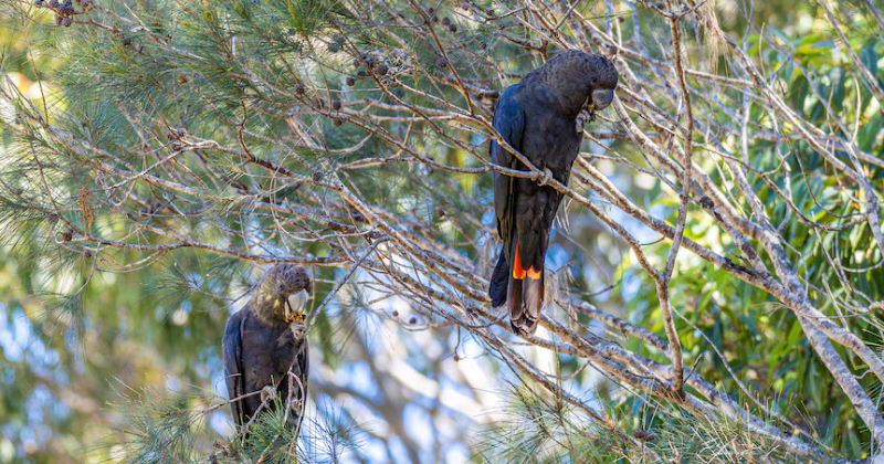 Submission on NSW Biodiversity Offset Scheme Regulations