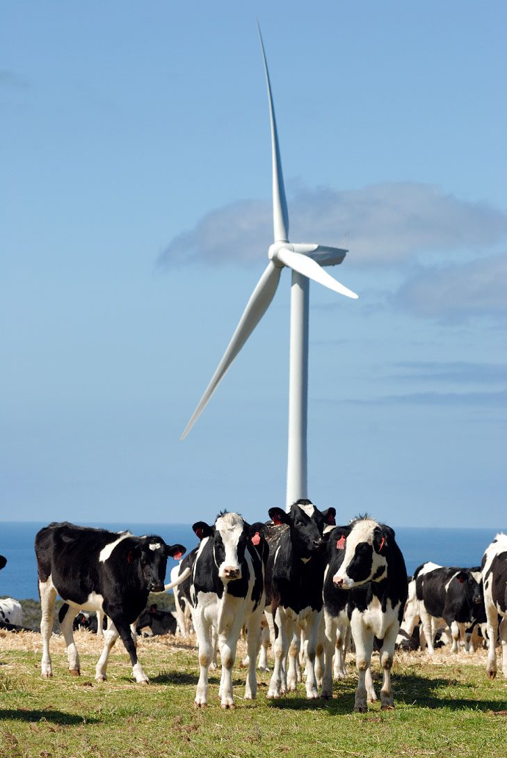 Wind winning the price race