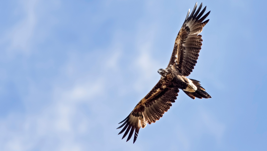 Applause for wind farm outcome that takes care of nature