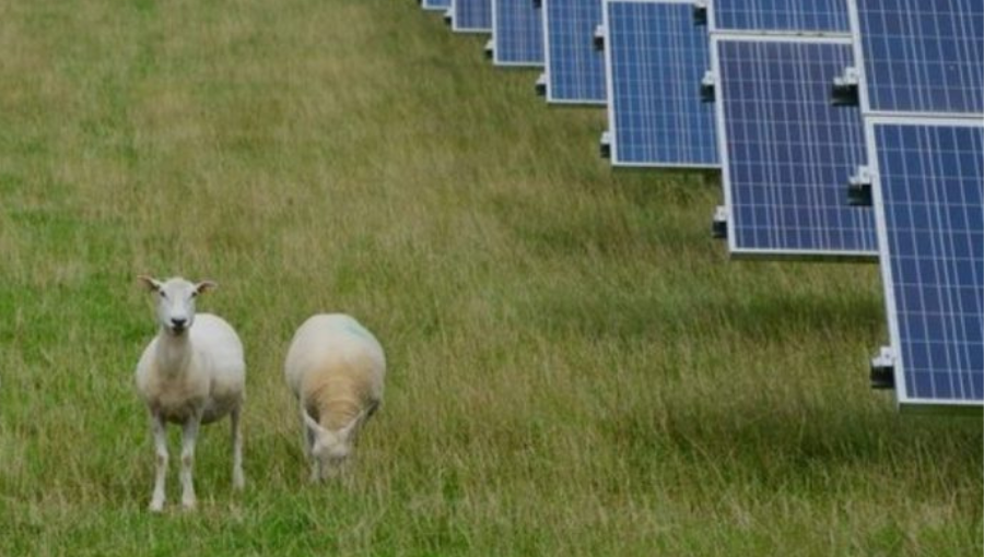 The solar farm with sheep built in and great community engagement practice