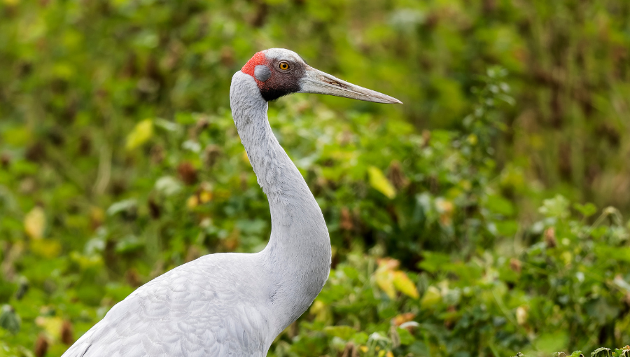 Reducing impacts from wind farm development on birds and bats – A new Victorian handbook