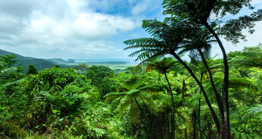 Rainforest Reserves Australia’s approach to protecting nature highlights bigger issues