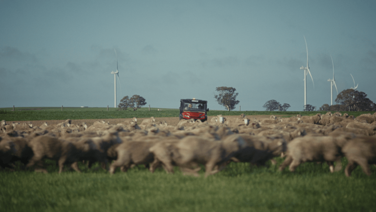 Merinos under wind turbines – Peter Coy