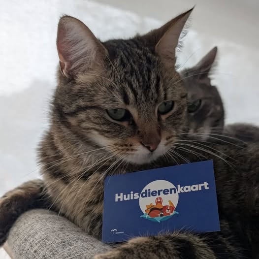 Dierenkaart.jpg