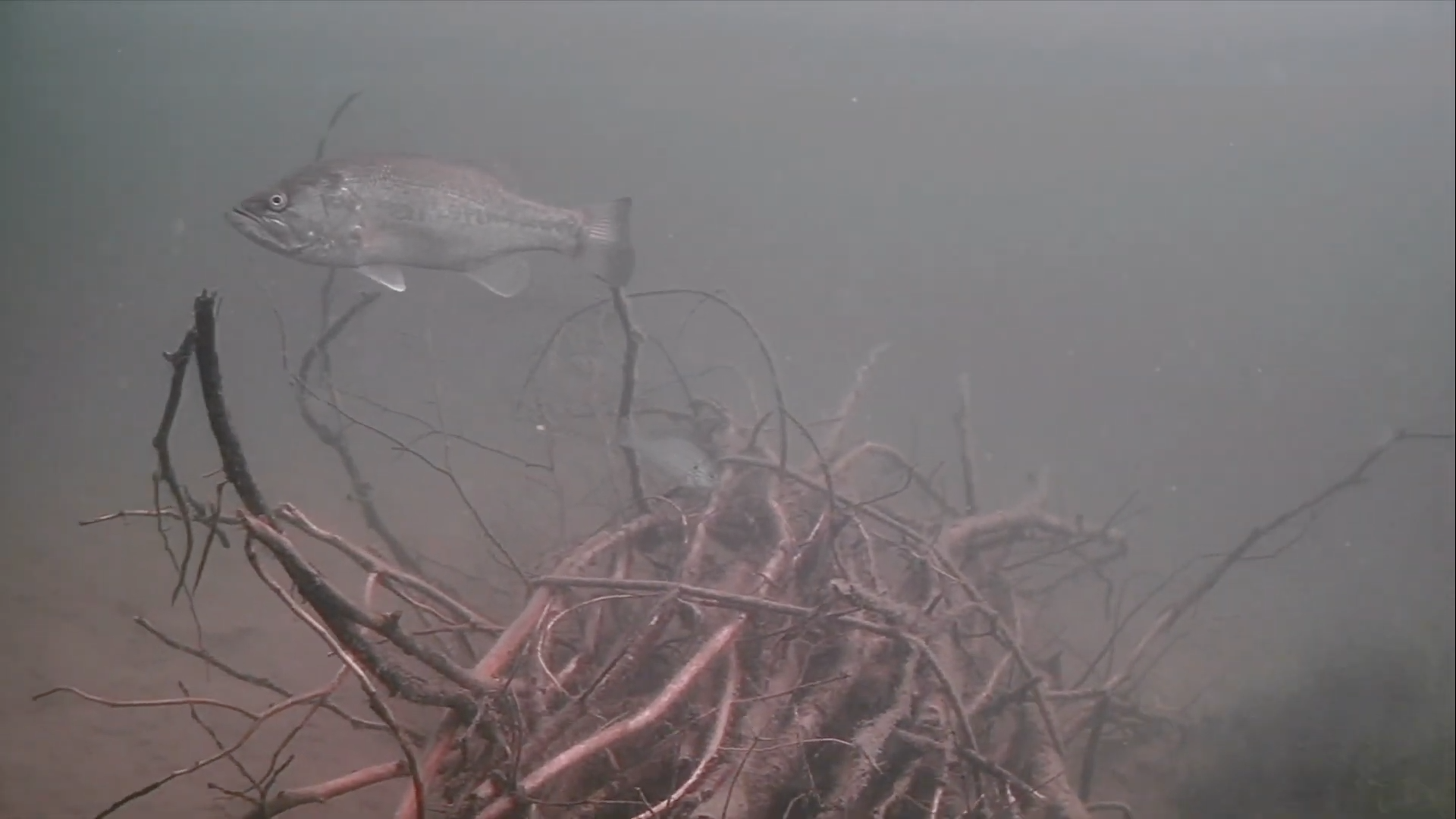 A smallmouth bass and a sunfish spend time around a brush pile that was deployed by our team the year before.