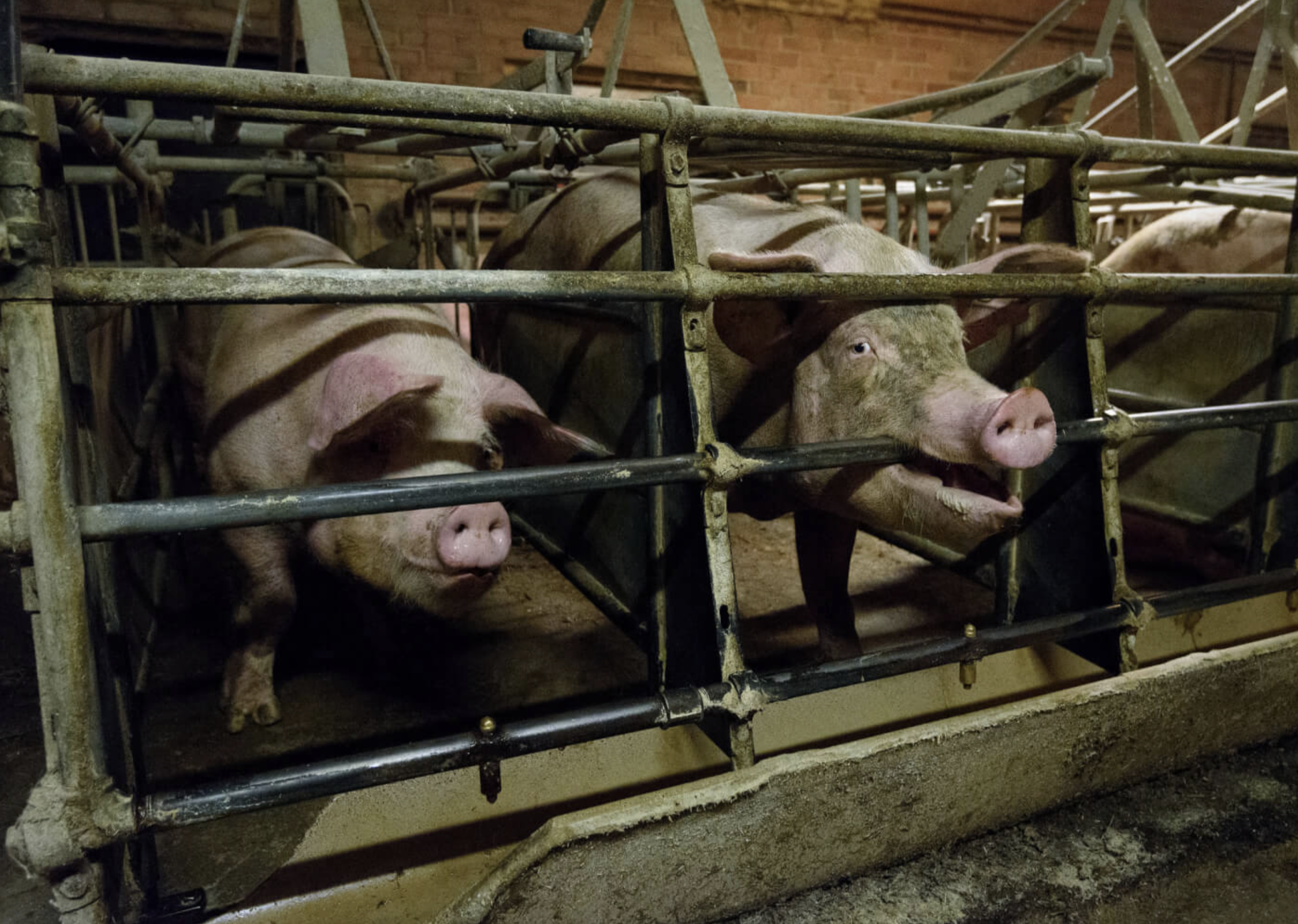 Two pigs enclosed in iron bar cages with no room to turn, one pig with their mouth clamped down on the bar in front