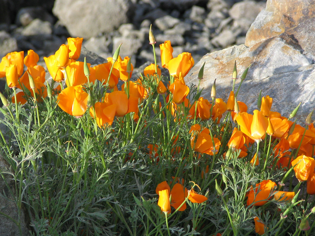 Poppies