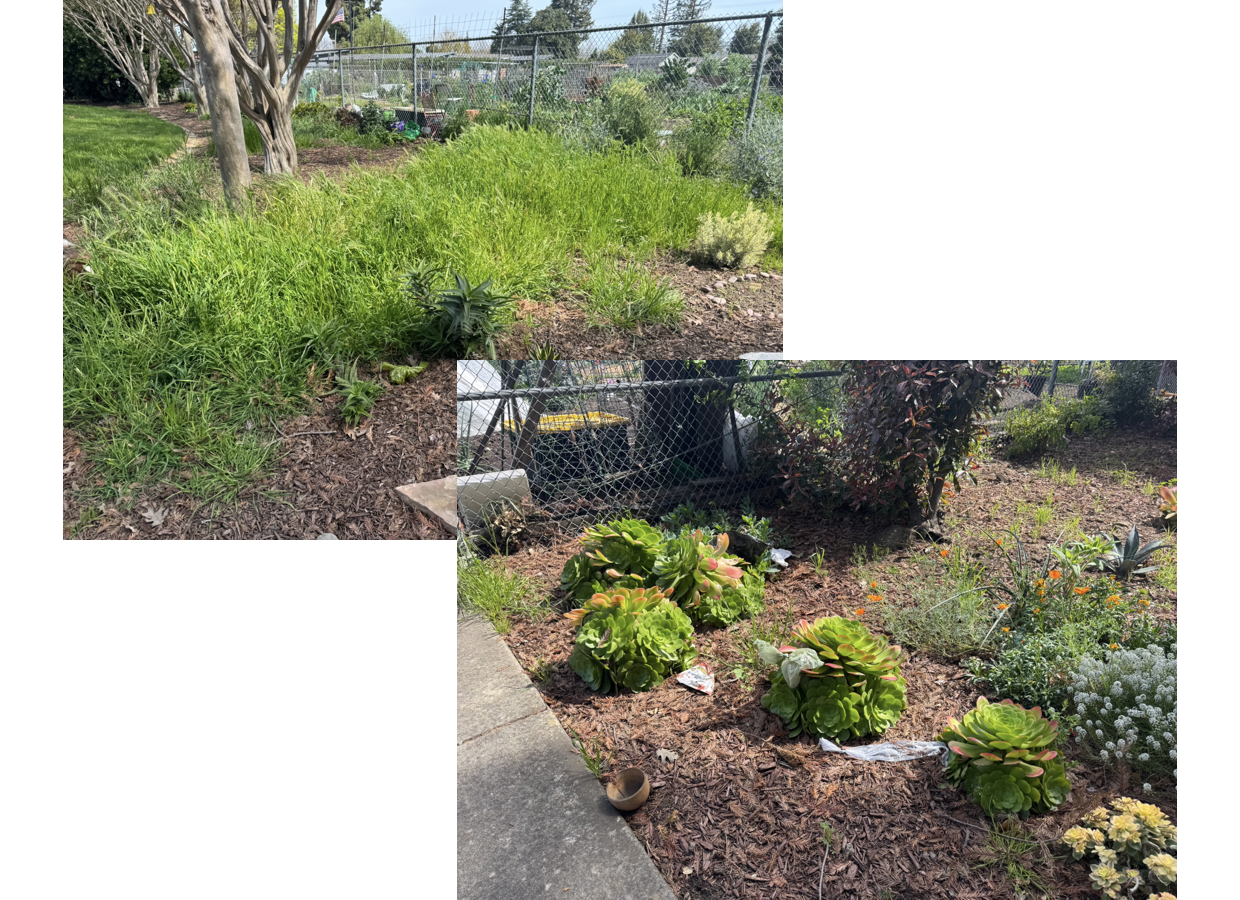 Wallenberg Trash & Weeds