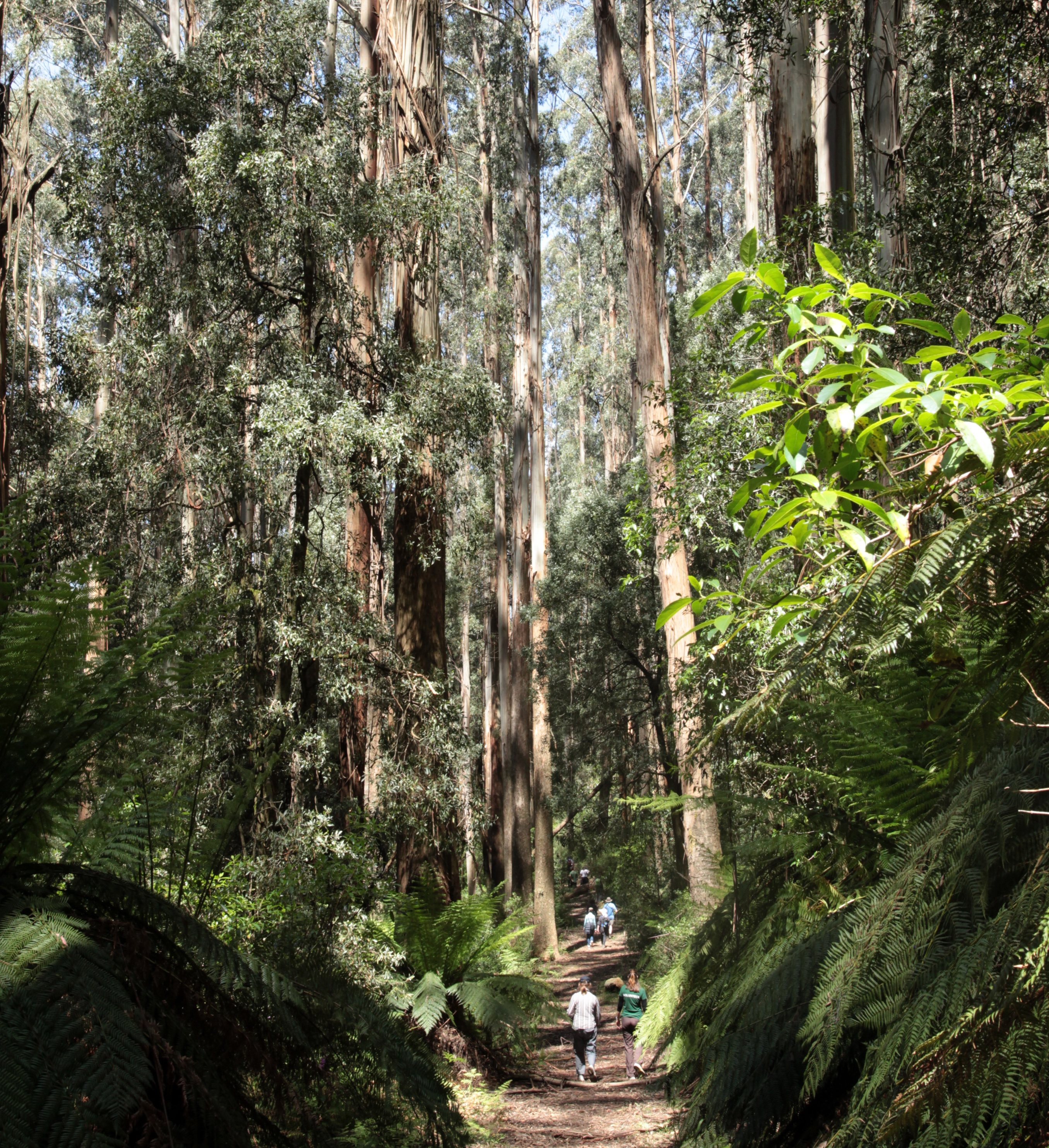 October_2017_Forest_Tour.jpg