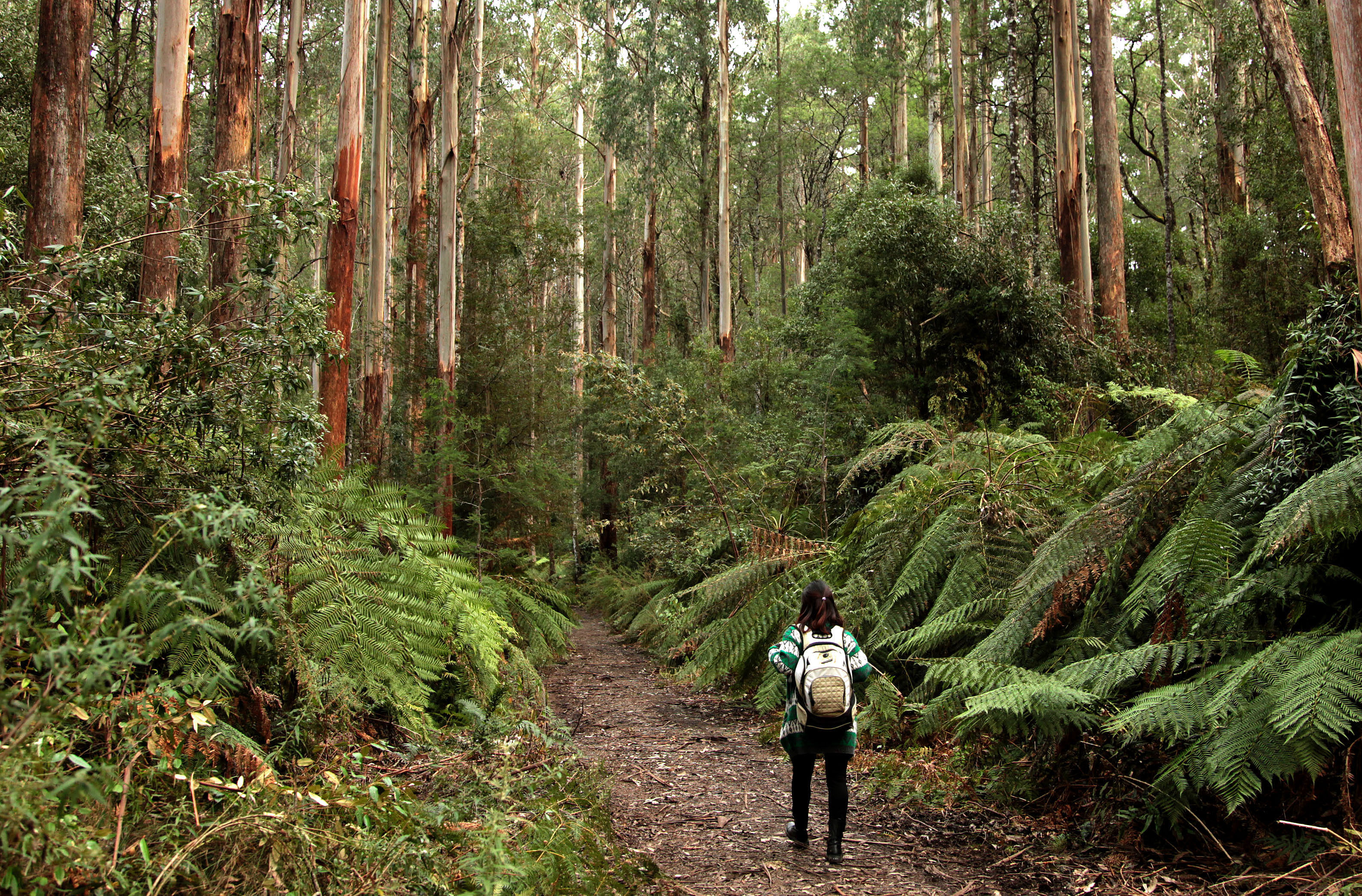 Forest_Tour_April.JPG