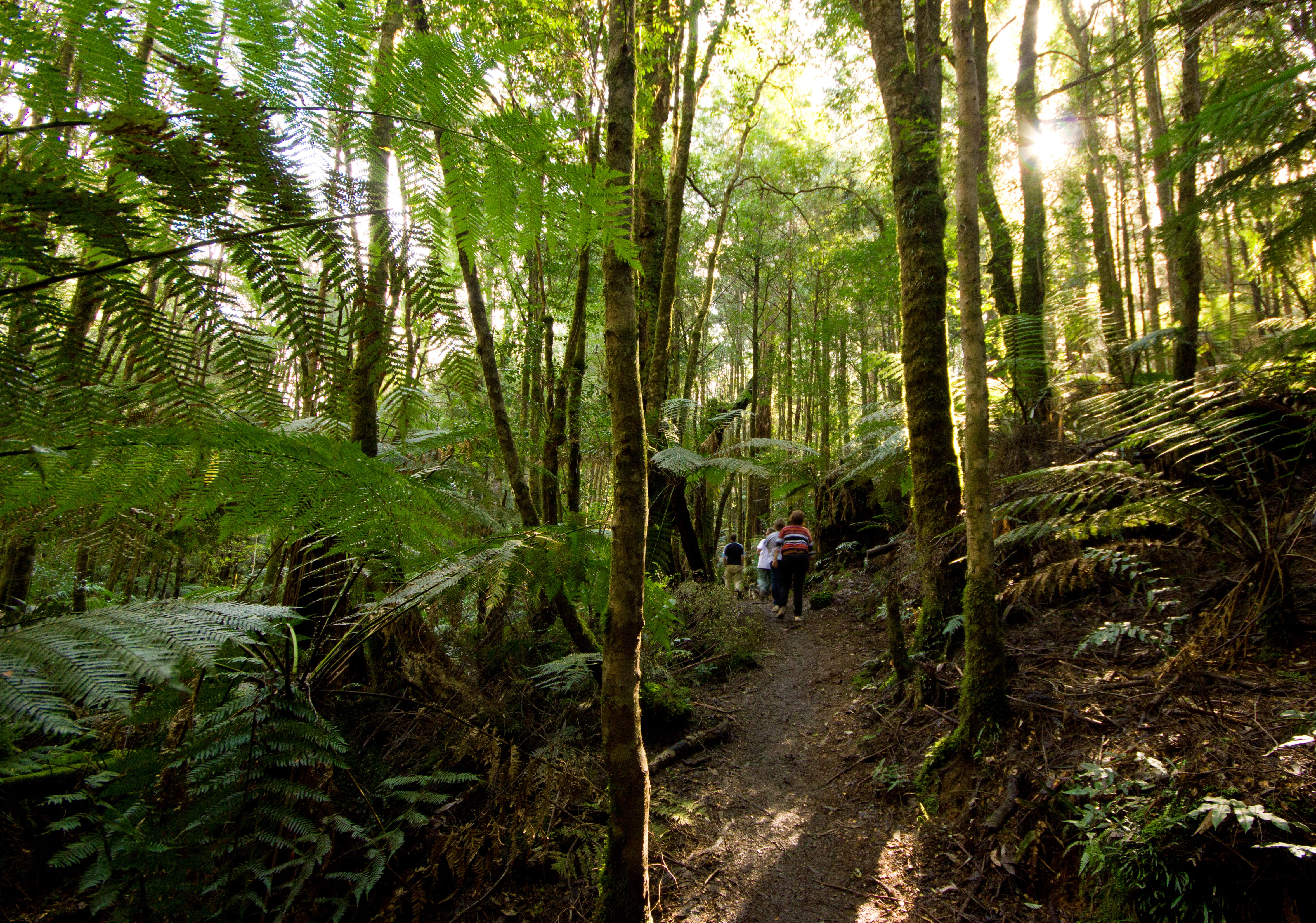 Forest_Tour_June.jpg