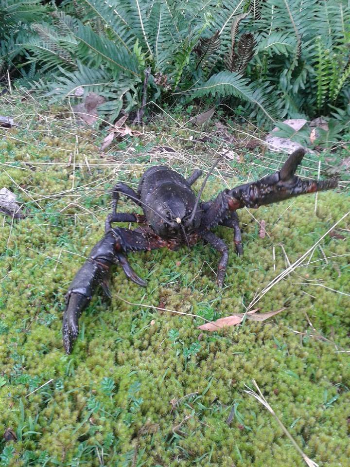 Giant Freshwater Crayfish
