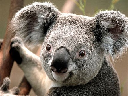 koala2.jpg