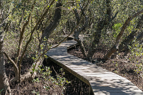 Field_of_Mars_boardwalk.jpg