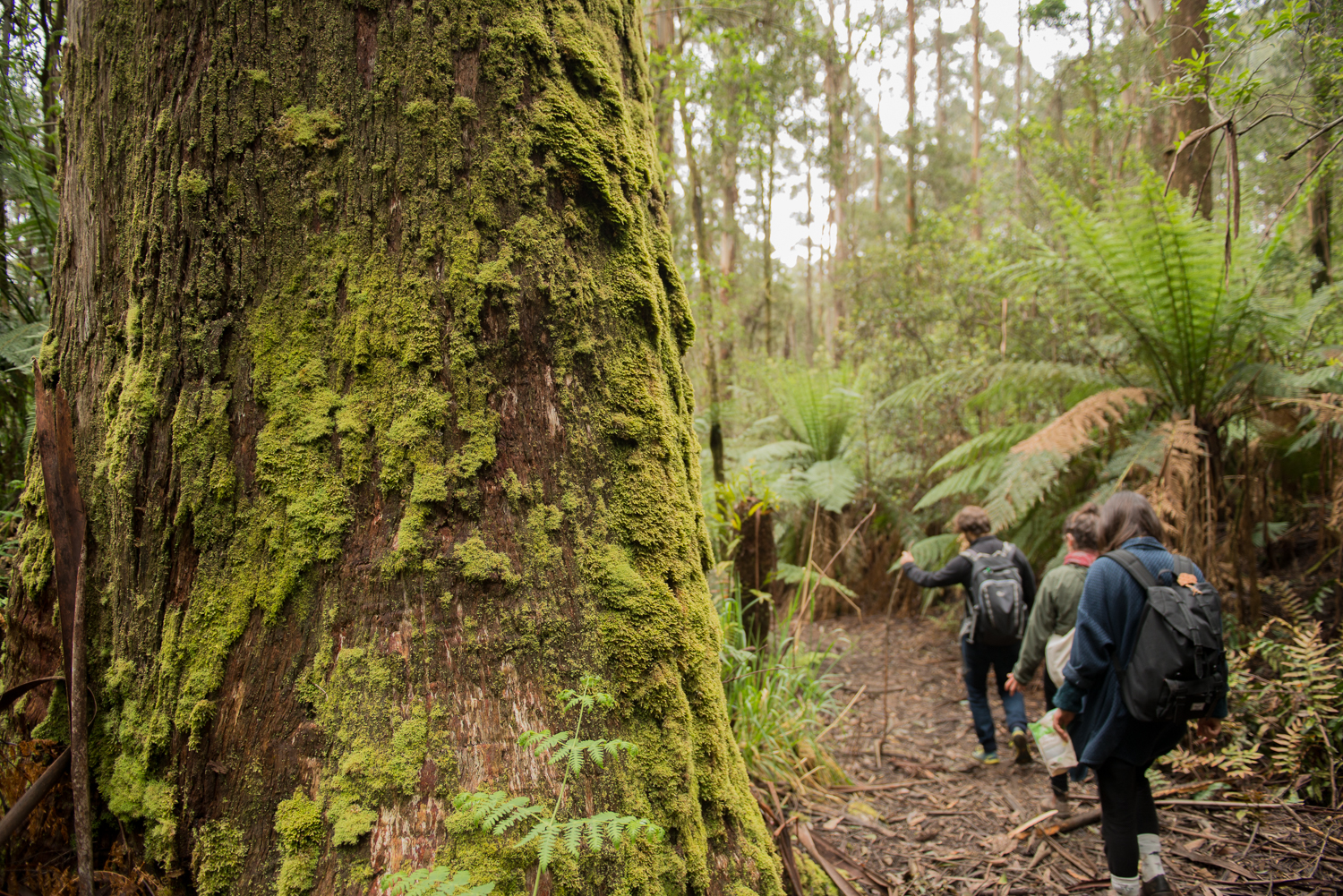 September 2017 Forest Tour (Toolangi).jpg