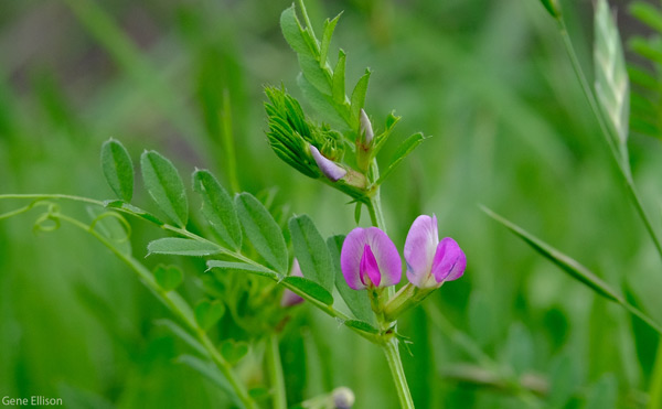 Flowering Vetch Plant