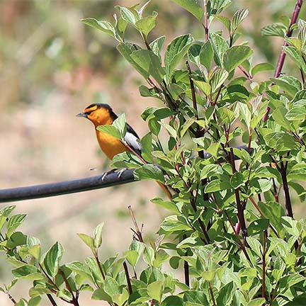 oriole.jpg