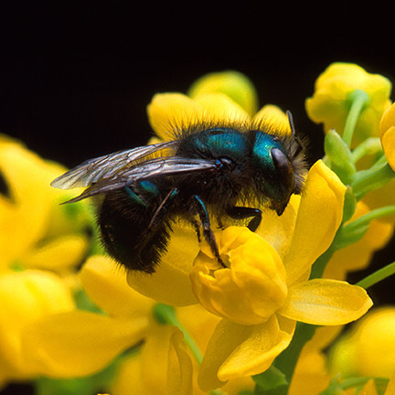 -bee_yllw_flwr_copy.jpg