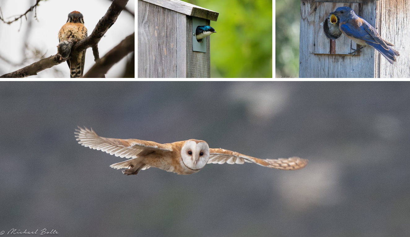 Online Course for Ag Professionals and Farmers on How to Support Birds ...