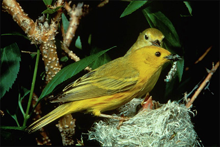 yellow_warbler.jpg