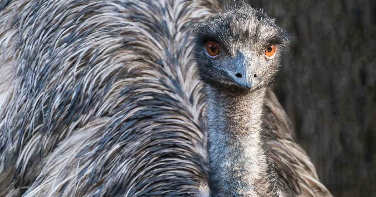 Spotlight on the Emu protect the grassy woodlands this bird relies on