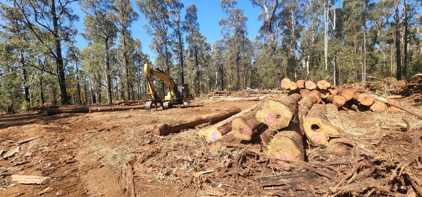 Great Koala National Park assessment area
