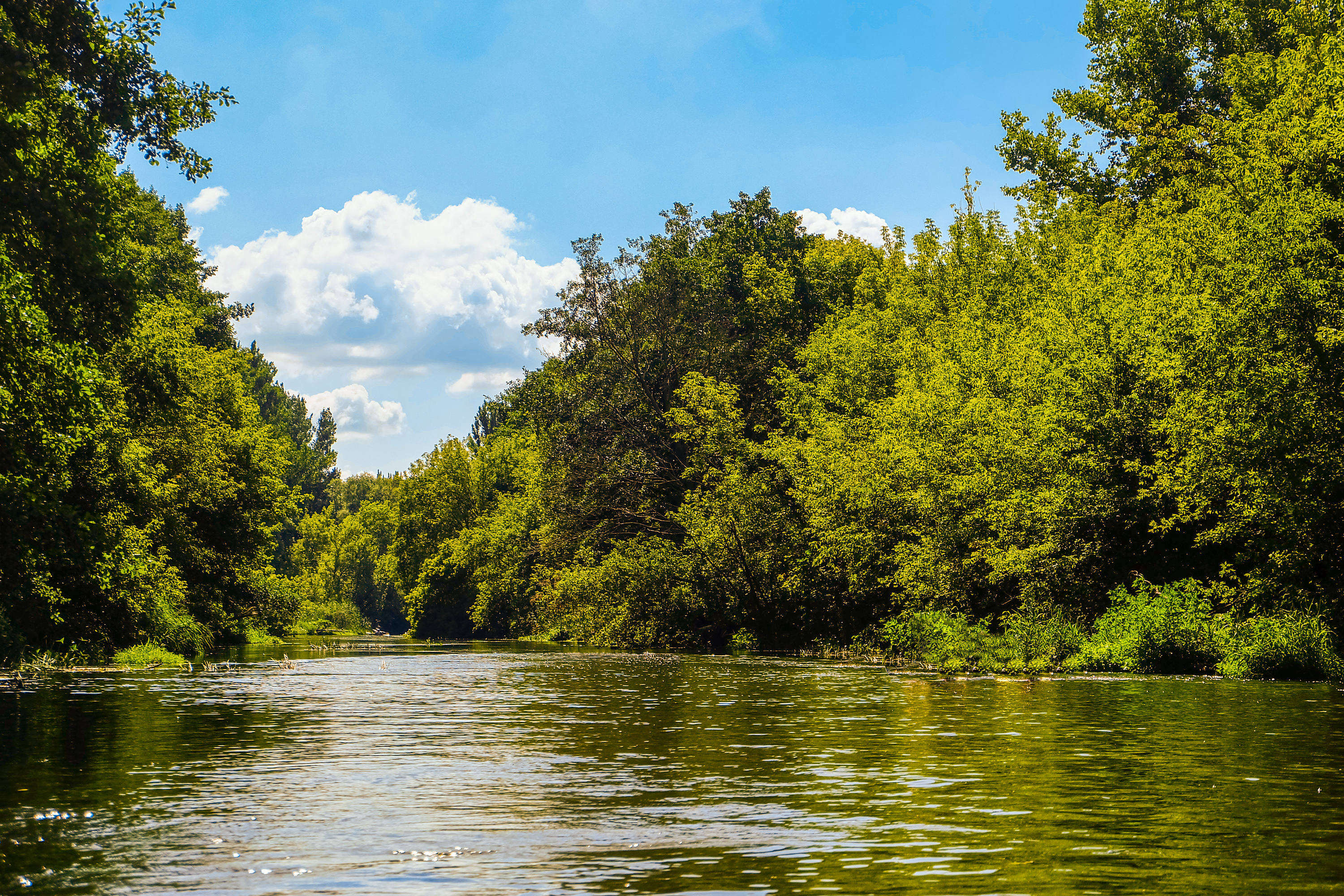 trees on river