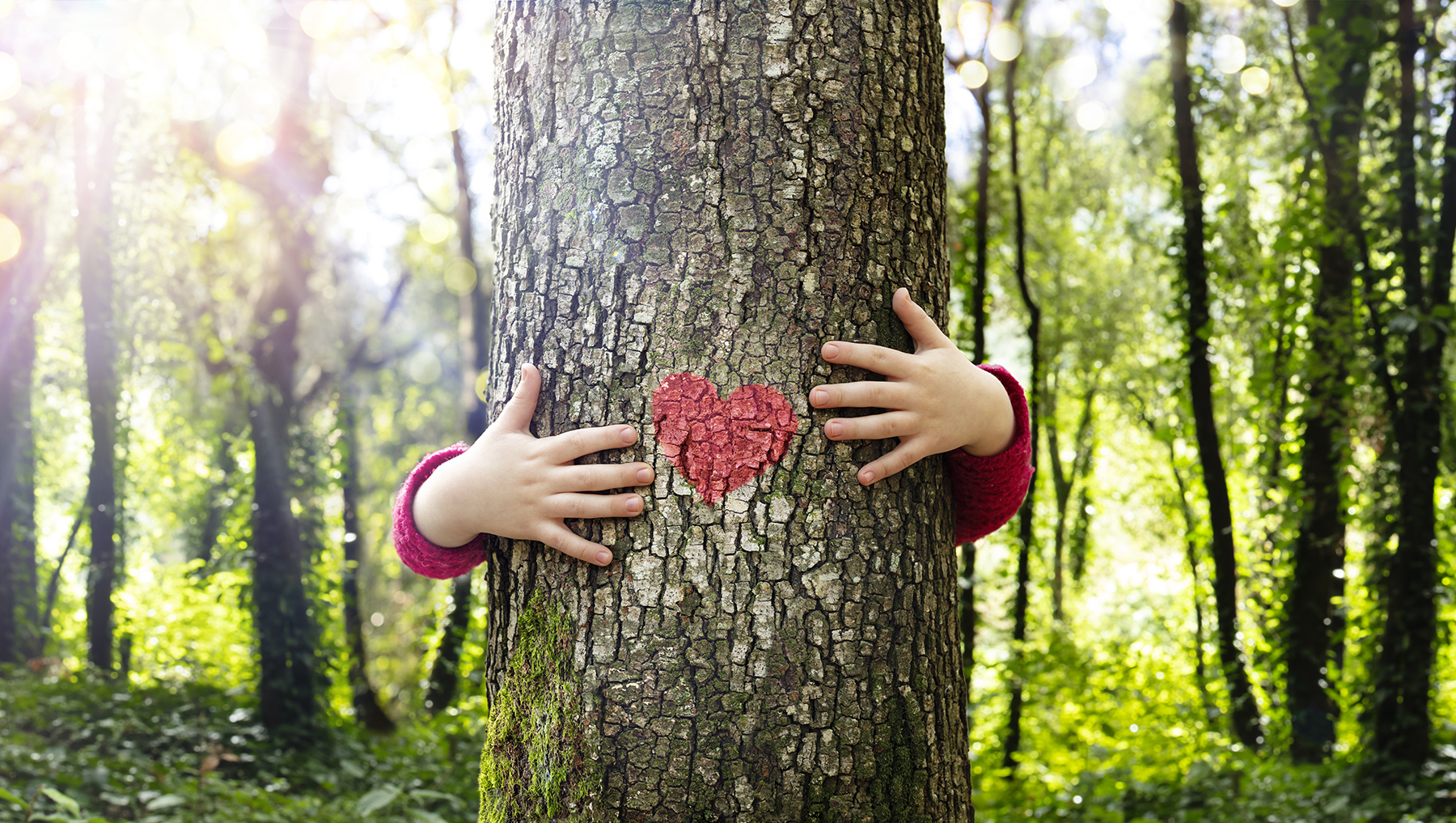 Wolseley Tree Hugger