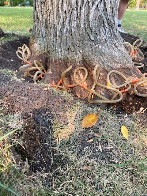 WRA Trees Committee Innoculation