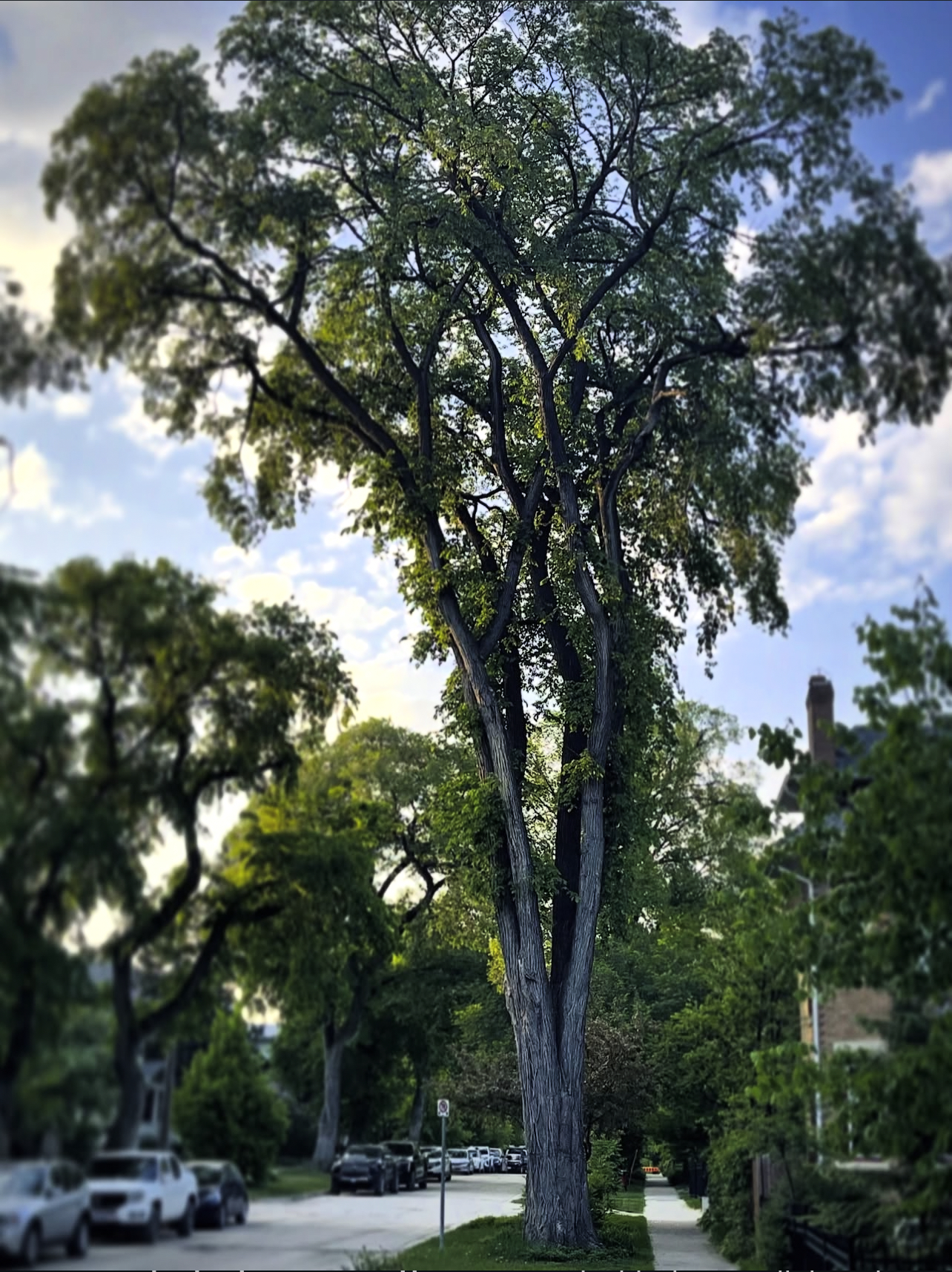 Wolseley Elm