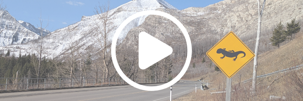 Salamander crossings in Waterton Lakes National Park A salamander crossing sign with a video play button overlaid